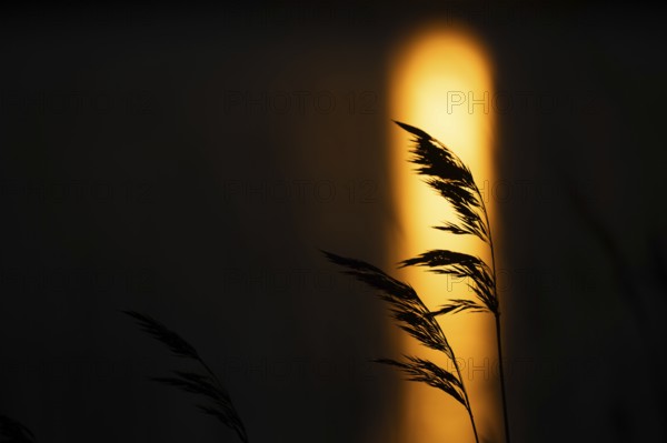Silhouette of reed stalks, setting sun reflected on sea surface, Finland
