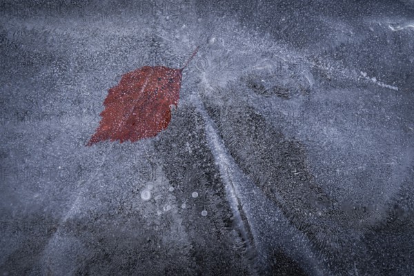 Reddish leaf in the ice layer of a frozen lake, winter, Finland