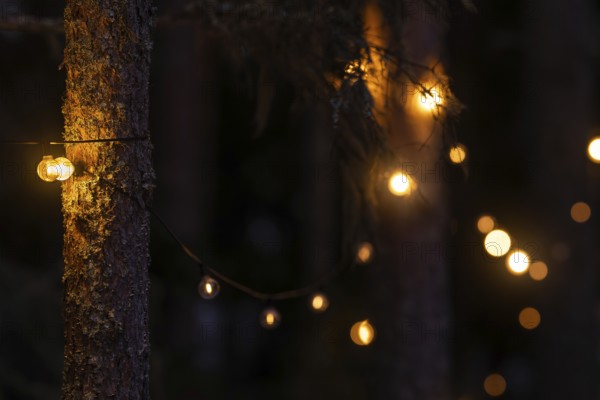 Fairy lights on pine trunks emit warm, soft light and illuminate the dark forest, Bokeh, Finland