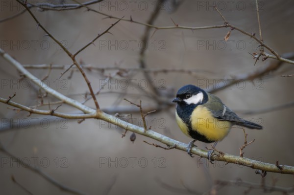 Great tit (Parus major) sitting on a branch in the forest, Baden-Württemberg, Germany