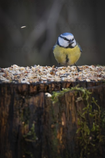 Blue tit (Parus caeruleus) with a sunflower seed in its beak sitting on a tree trunk at a feeding site, Baden-Württemberg, Germany