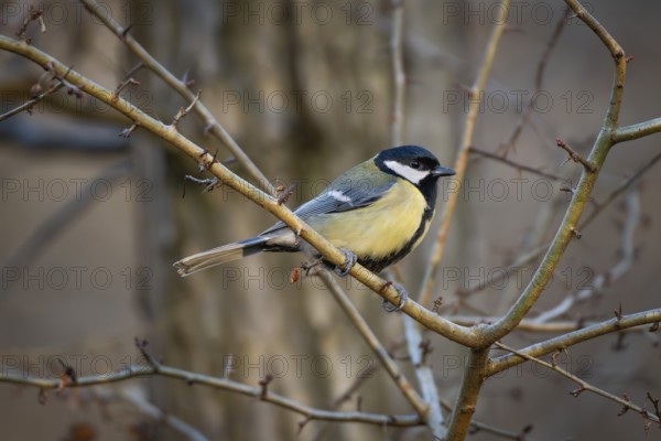 Great tit (Parus major) sitting on a branch, Baden-Württemberg, Germany
