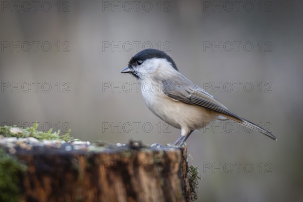 Willow Tit (Parus montanus) sitting on a tree trunk, Baden-Württemberg, Germany