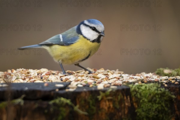 Blue tit (Parus caeruleus) at a feeding site, Baden-Württemberg, Germany