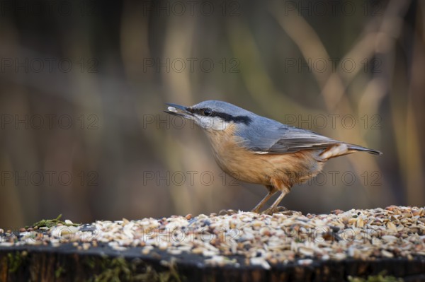 Nuthatch (Sitta europaea) at a feeding site with a sunflower seed in its beak, Baden-Württemberg, Germany