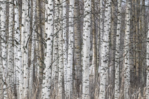 Tight standing, white-black trunks, birch forest in winter, Finland