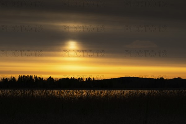 A calm lake at sunset with a yellowish cloudy sky and silhouettes of trees and reeds, Finland