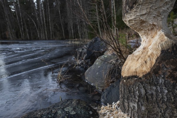 Thick tree trunk with beaver bites or beaver damage, wood chips from gnawing by the beaver (Castor fibre), frozen lake, Finland
