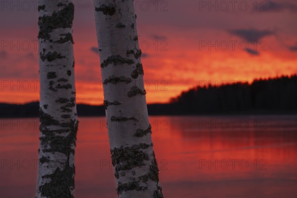 Two birch trunks after sunset over a still, frozen lake and forest, orange-red hues in the cloudy sky and on the lake's ice rink, Finland