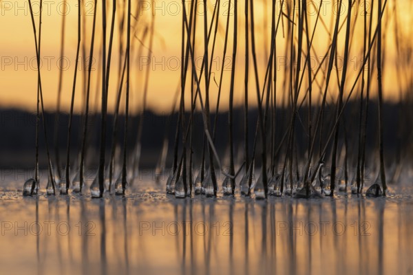 Iced drops on reed stalks, frozen lake, sunset, Finland