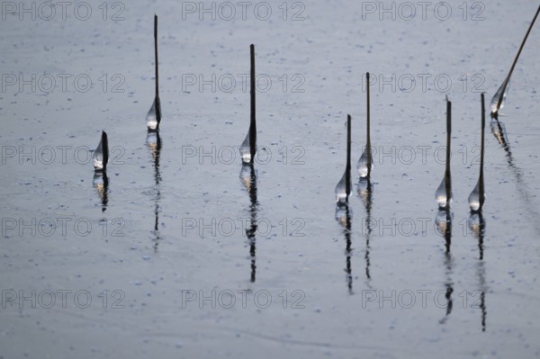 Iced drops on broken reed stalks, frozen lake, Finland
