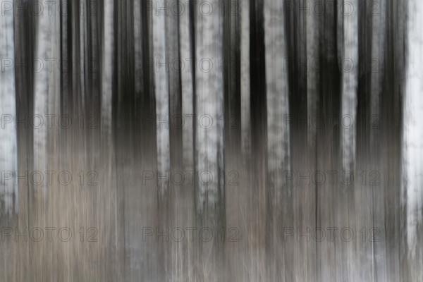 Closely standing, white-black logs, birch forest in winter, forest, wiped pattern, FinlandNarrow standing, white-black logs, birch forest in winter, forest, wiped pattern, Finland