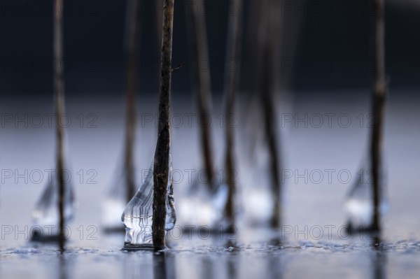 Close-up of icy drops on reed stalks, frozen lake, Finland