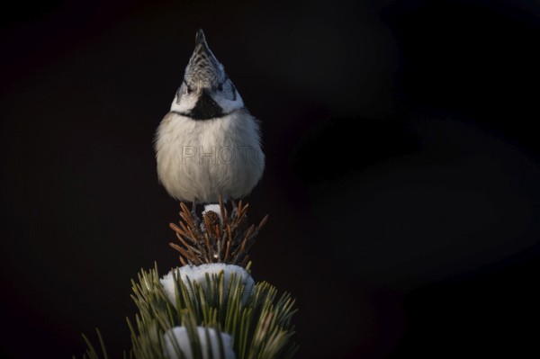 Crested Tit (Parus Scalloped ribbonfish) sitting on branch in pine tree (Pinus) in winter, Korpo or Korppoo, southern Finnish archipelago, Finland