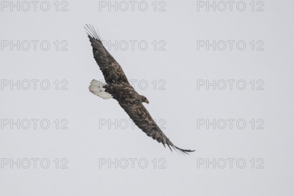 White-tailed eagle (Haliaeetus albicilla) in flight, Korpo or Korppoo, southern Finnish archipelago, Finland