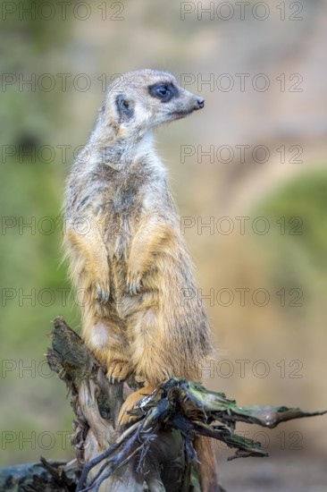 Meerkat, Suricata suricatta, in guard position, guard pose, observes the area surrounding the underground burrow