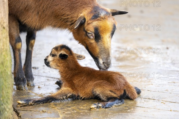 Sheep licks its newly-born lamb, still very moist