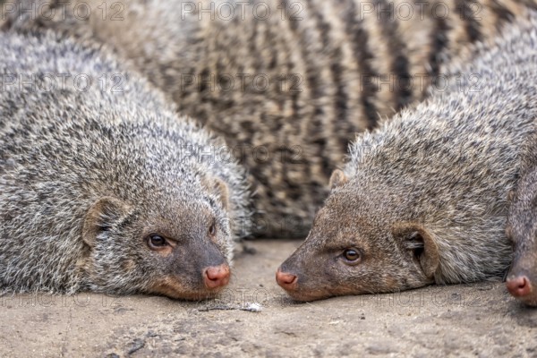 Zebra mongooses doze at lunchtime, live in associations of several dozen animals, live in Central and Southern Africa