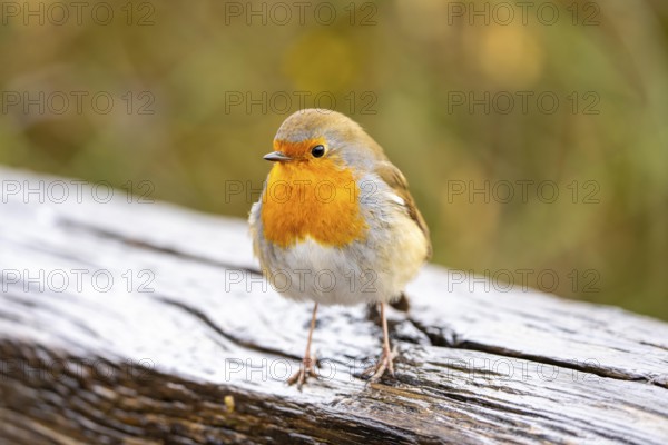 Robin, Erithacus rubecula, small wild bird, up to 14 cm long and weighs only 15-22 grams