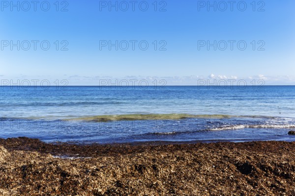 Turquoise sea, algae plague, seaweed carpet, washed seagrass, seaweed, Sargassum brown algae, empty horizon, Mondello seaside resort, Palermo, Sicily, Italy