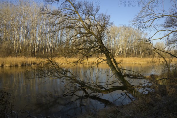 Autumn mood, riparian forest, water, Lower Austria