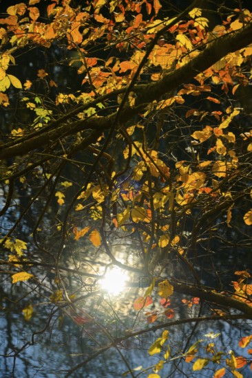 Autumn mood, riparian forest, water, Lower Austria
