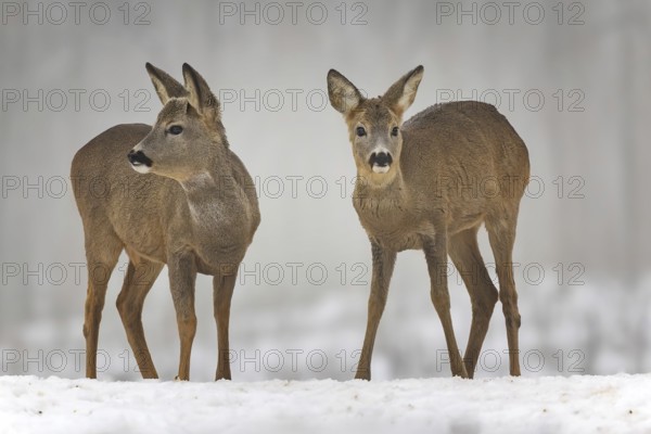 Roe deer (Capreolus capreolus) winter coat, foraging, portrait, snow and frost, leap, narrow deer, fawn, winter time, leaf hunting, hunting, hunter, buck, roebuck, Kiskunsag National Park, Hungary