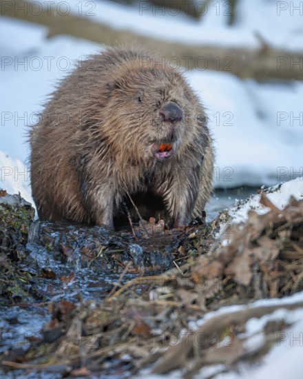 European beaver (Castor fiber) Eurasian beaver, frost and ice, foraging, Middle Elbe, heraldic animal, rodent, shallow water, lakes and rivers, biosphere reserve, nature park, beaver dam, dam, Middle Elbe, habitat, Middle Elbe river landscape, Elbe, Saxony-Anhalt, Germany