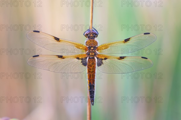 Four-spotted damselfly (Libellula quadrimaculata), Four-spotted chaser, Summer, Sailing dragonfly, Mass hatching, Natural spectacle, Shallow water, Lakes and rivers, Biosphere reserve, nature park park, Middle Elbe, River landscape Middle Elbe, Elbe, Saxony-Anhalt, Germany