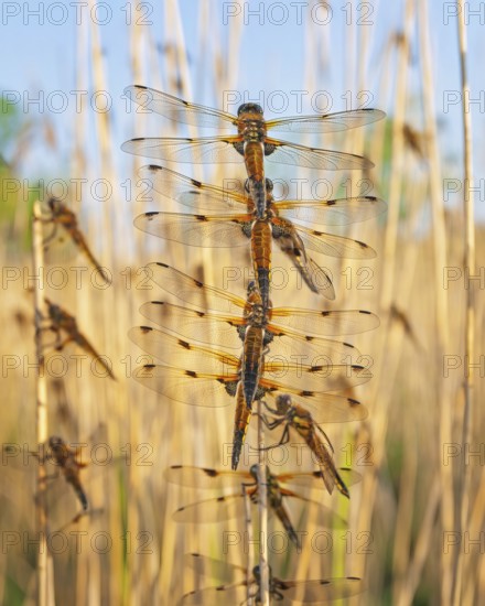 Four-spotted damselfly (Libellula quadrimaculata), Four-spotted chaser, Summer, Sailing dragonfly, Mass hatching, Natural spectacle, Shallow water, Lakes and rivers, Biosphere reserve, nature park park, Middle Elbe, River landscape Middle Elbe, Elbe, Saxony-Anhalt, Germany