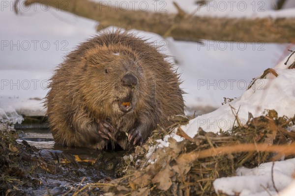 European beaver (Castor fiber) Eurasian beaver, frost and ice, foraging, Middle Elbe, heraldic animal, rodent, shallow water, lakes and rivers, biosphere reserve, nature park, beaver dam, dam, Middle Elbe, habitat, Middle Elbe river landscape, Elbe, Saxony-Anhalt, Germany