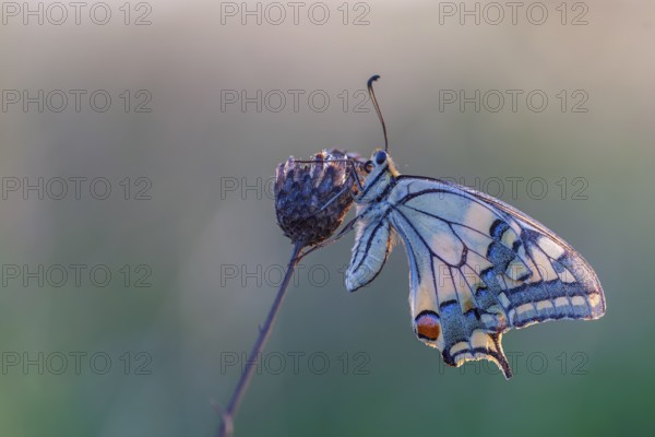 Swallowtail (Papilio machaon) Swallowtail butterfly, Knight butterfly, summer and warmth, natural spectacle, shallow water, lakes and rivers, biosphere reserve, nature park, Middle Elbe, Middle Elbe River Landscape, Elbe, Saxony-Anhalt, Germany