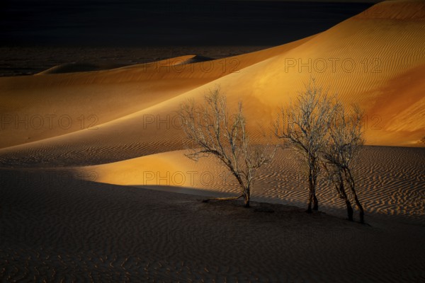 Sand dunes with trees in the Rhub al Khali desert, empty quarter, largest sandy desert in the world, Oman