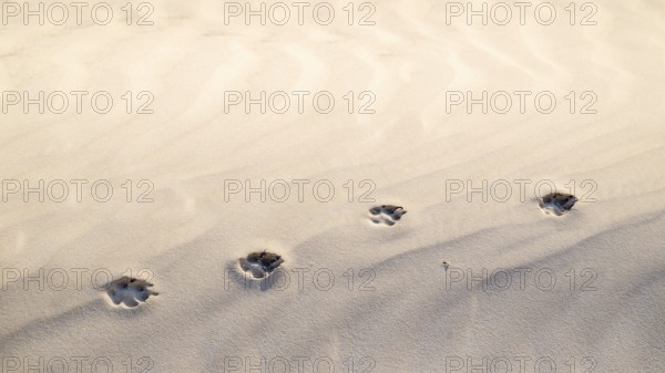 Traces in the sand, white sand dunes in the Khaluf Desert, Oman