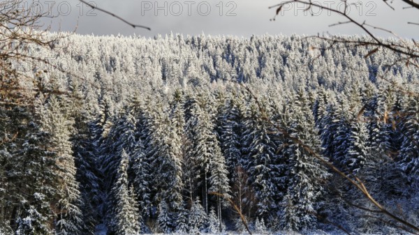 Sun-drenched, snow-covered winter forest, cold, clear atmosphere, Rennsteig, Thuringian Forest
