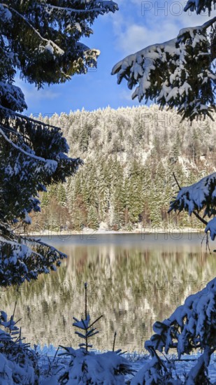 Snowy lake with forest reflection, blue sky and clear winter atmosphere, Rennsteig, Thuringian Forest