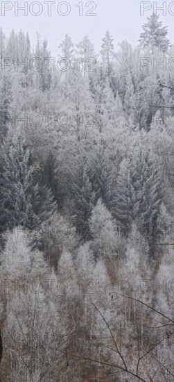 Snowy forest in winter, trees in frosty, foggy surroundings, Franconian Forest nature park Park