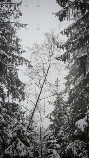 Snow-covered fir trees in a winter forest with a dominant, medium-sized tree species, Rennsteig, Thuringian Forest