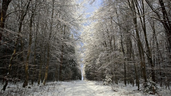 A bright winter trail leads through a snowy forest, Rennsteig, Frankenwald