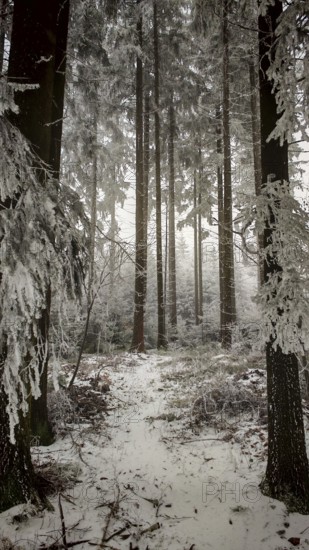 Tall, snow-covered trees in a quiet, wintry forest, Rennsteig, Thuringian Forest