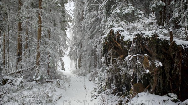 A narrow, snow-covered forest trail leads through thick, snow-covered trees, Rennsteig, Thuringian Forest