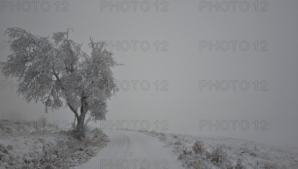 A lonely tree stands on a snow-covered path in a grey winter landscape, Rennsteig, Thuringian Forest