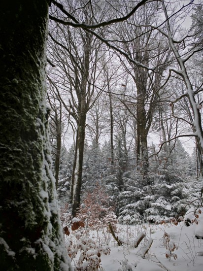 Snowy forest with still trees and a moss-covered trunk in the foreground, Rennsteig, Thuringian Forest
