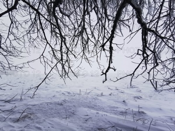 Dark, bare branches stretch across a snowy winter landscape, Rennsteig, Thuringian Forest