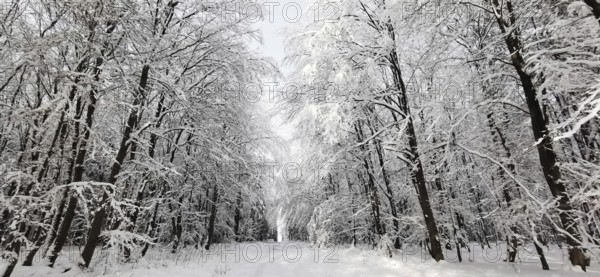 Dense forest trail nestled in heavy snow, quiet atmosphere, Franconian Forest