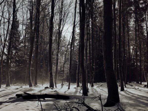 Wintery forest with snow-covered ground and long shades of trees, mystical, Rennsteig, Thuringian Forest