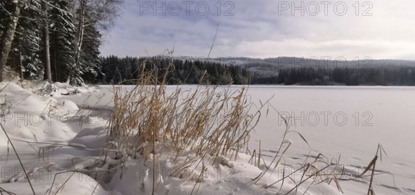 Snow-covered lakeside with reeds and surrounding forest in winter, Rennsteig, Thuringian Forest