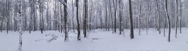 Snowy forest, quiet winter atmosphere, Rennsteig, Thuringian Forest