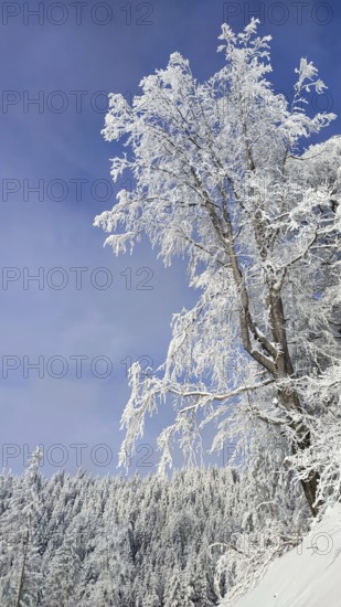 Snowy tree against blue sky, wintry landscape, Rennsteig, Thuringian Forest