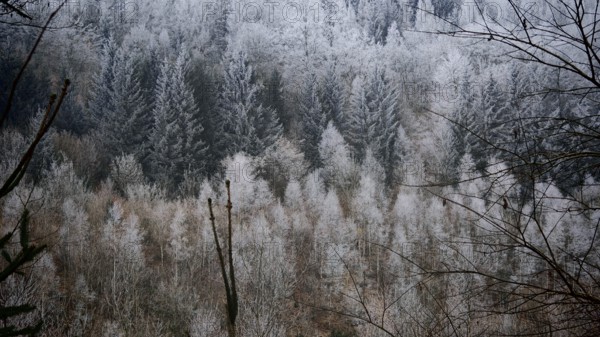 Wintery forest landscape with snow-covered hills, cold atmosphere, Franconian Forest nature park Park